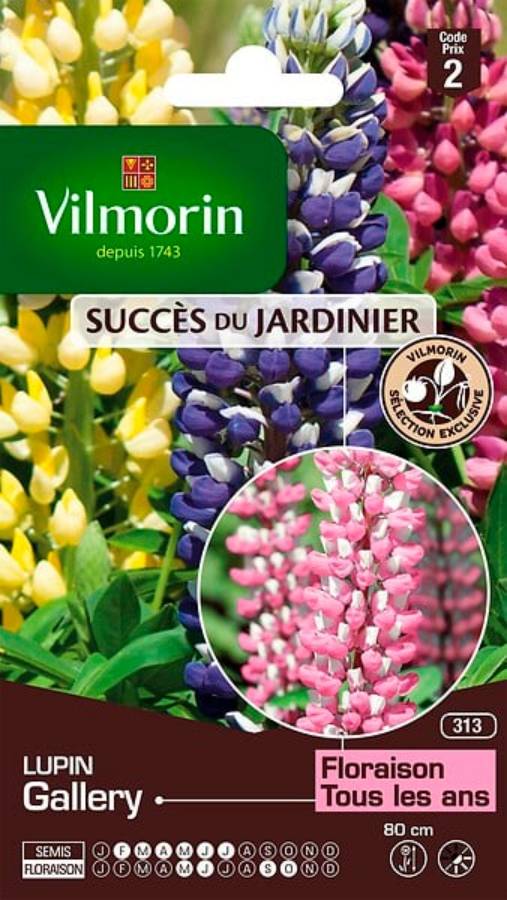 Vilmorin - Lupin gallery série 2 sachet graines 1,5 g - Vilmorin - Image 2