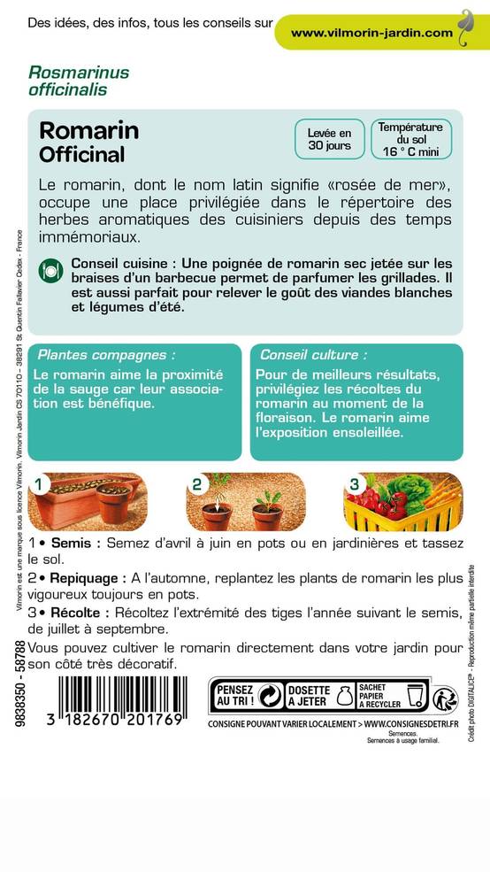 Graines de Romarin officinal 1 g – VILMORIN - Image 3
