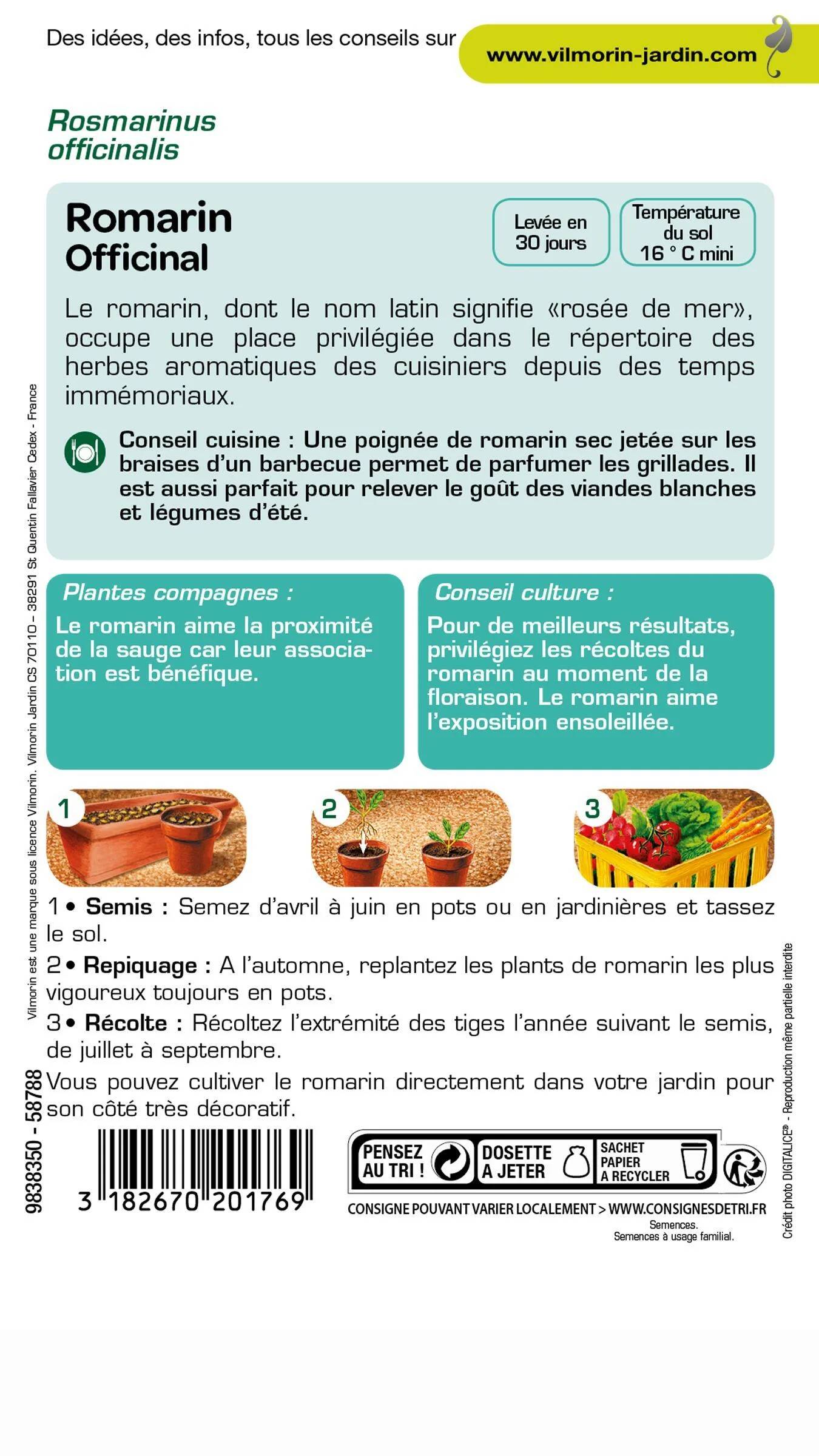Graines de Romarin officinal 1 g – VILMORIN - Image 3