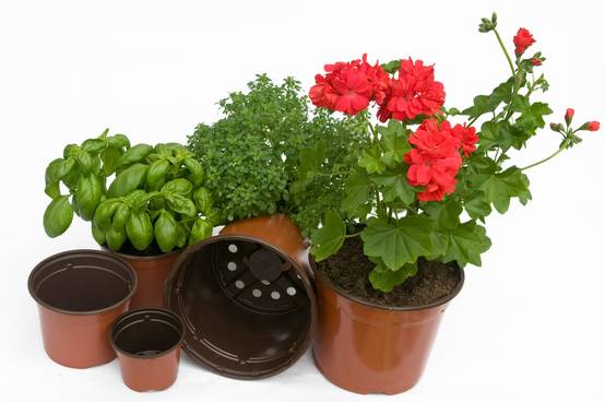 Jany France - Lot de 3 pots de germination rond 13cm