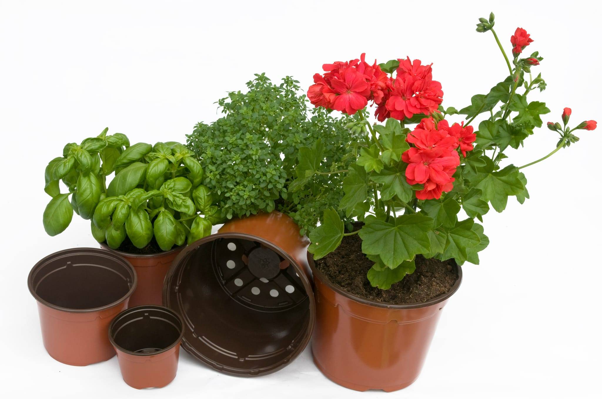Jany France - Lot de 3 pots de germination rond 13cm