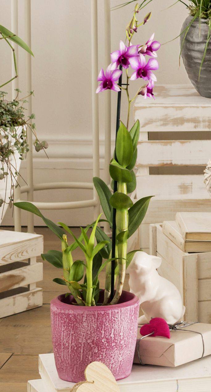 Orquídea dendrobium - Imagen 4