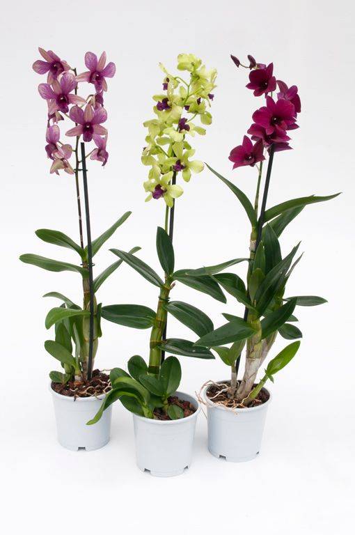 Orquídea dendrobium - Imagen 3