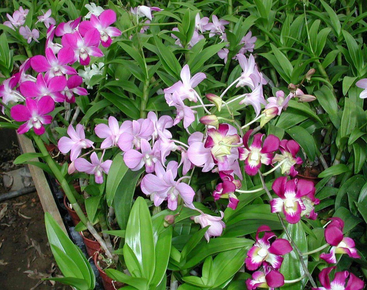 Orquídea dendrobium - Imagen 2