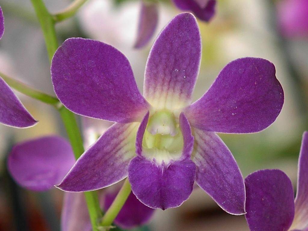 Orquídea dendrobium - Imagen 1