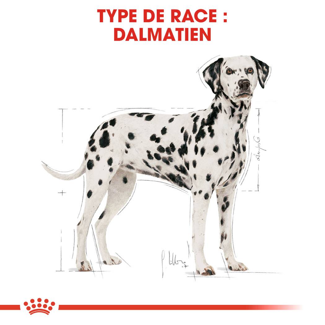 Royal Canin - Croquettes chien Dalmatian adulte 12 kg - ROYAL CANIN - Image 6
