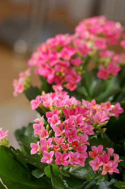 Kalanchoe - Imagen 3
