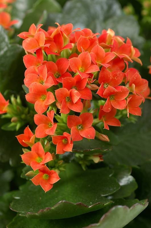 Kalanchoe - Imagen 2