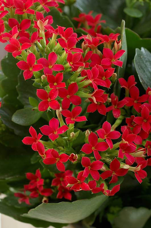 Kalanchoe - Imagen 5