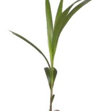 Cocotero