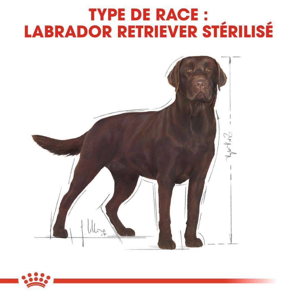 Royal Canin - Croquettes Chien Stérilisé Labrador Retriever Adulte - ROYAL CANIN - Image 3