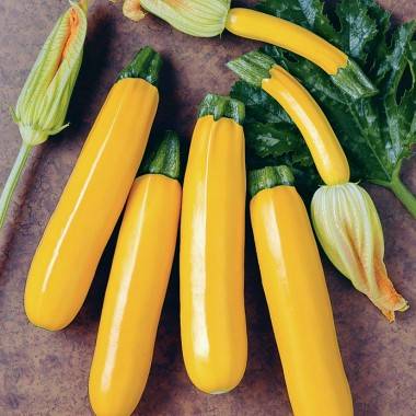 Courgette jaune