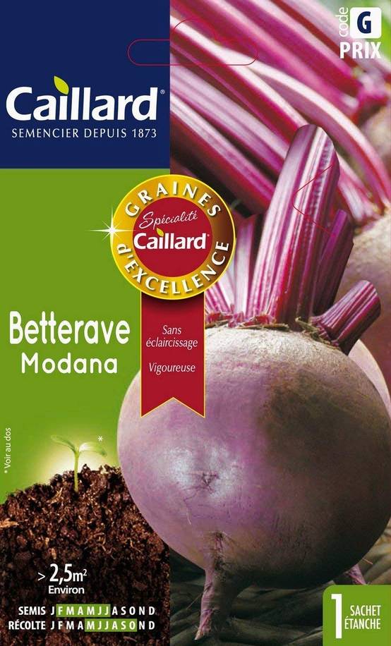 Graines de Betterave Modana -