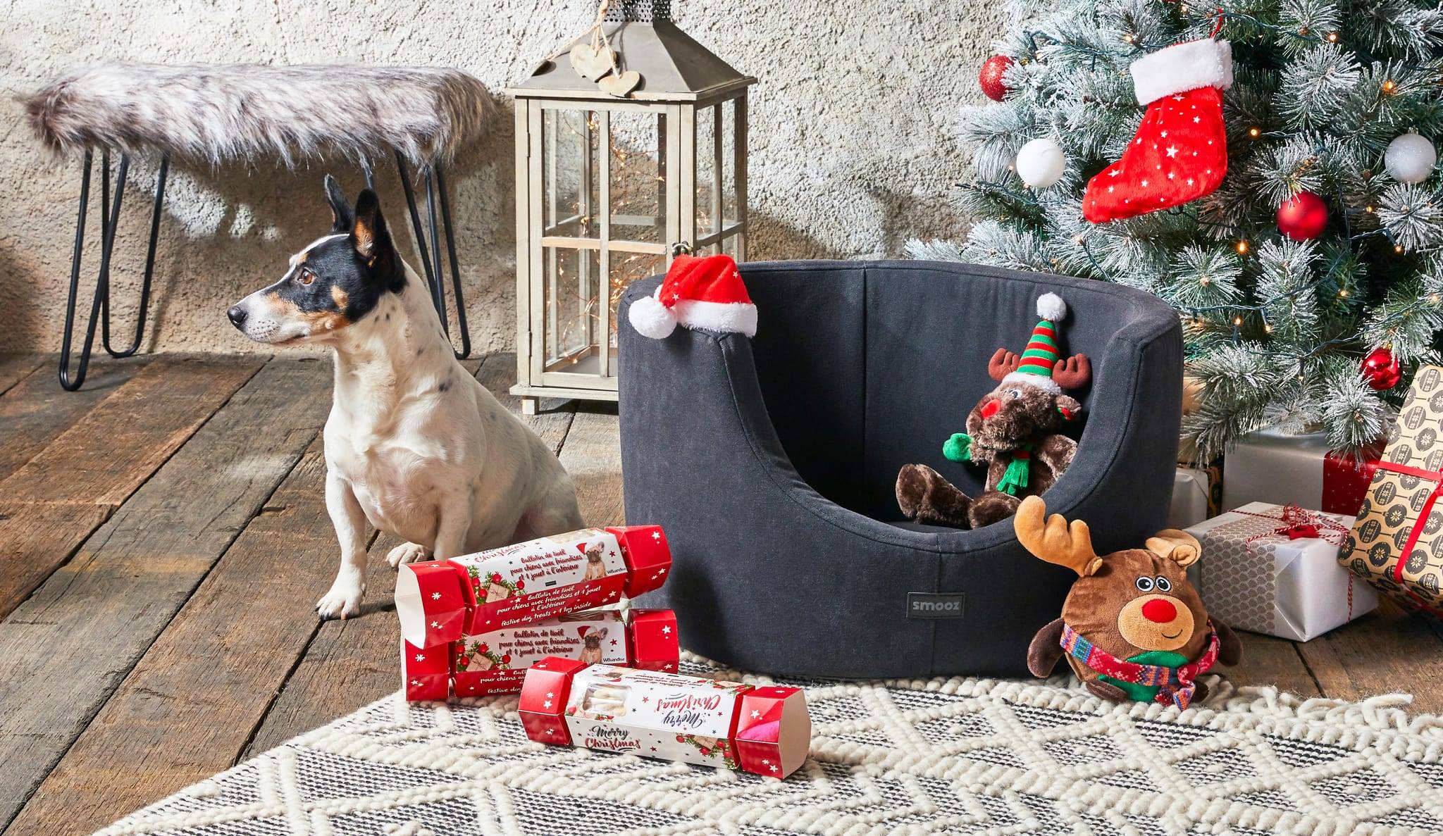 Wouapy - Ballotin de Noel pour chien - Image 2