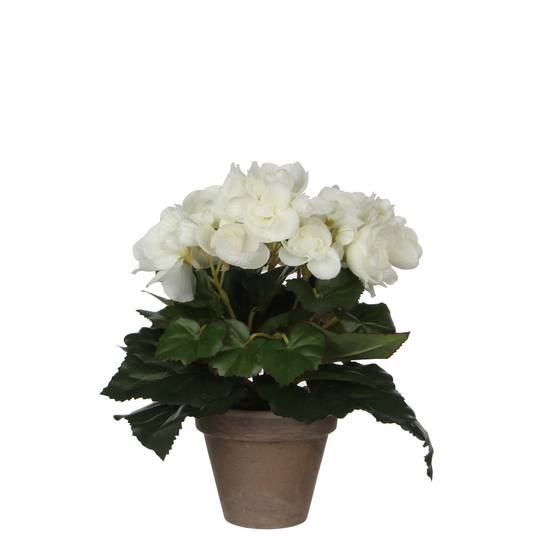 Begonia blanc en pot Stan gris d9cm -polyester-Blanc- h25xd20cm