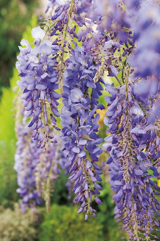 Glycine de Chine bleu