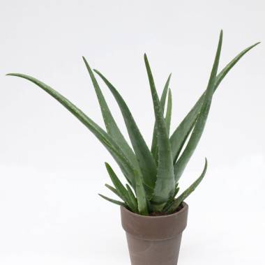 Aloès, Aloe vera, Aloe de las Barbados - Imagen 3