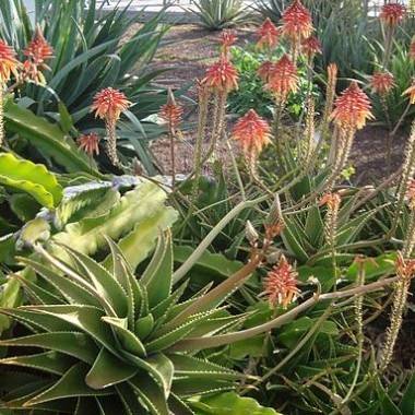 Aloès, Aloe vera, Aloe de las Barbados - Imagen 1
