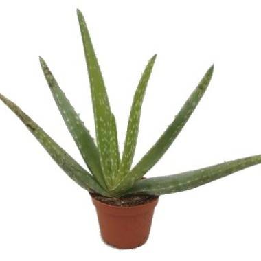 Aloès, Aloe vera, Aloe de las Barbados - Imagen 2
