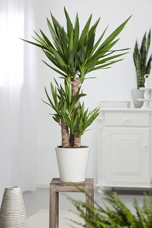 Yucca gigante - Imagen 1
