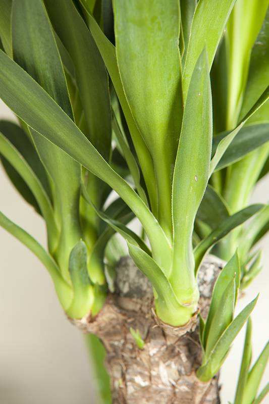 Yucca gigante - Imagen 2