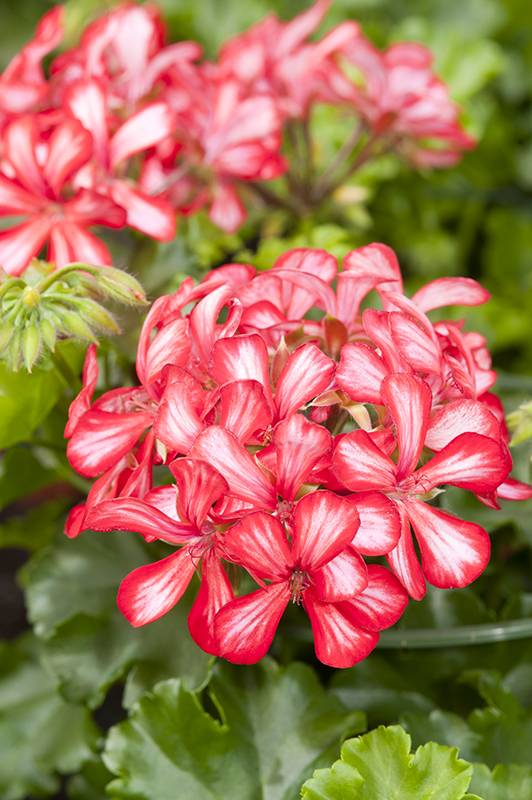 Géranium zonale 'Grand idole' - Image 3