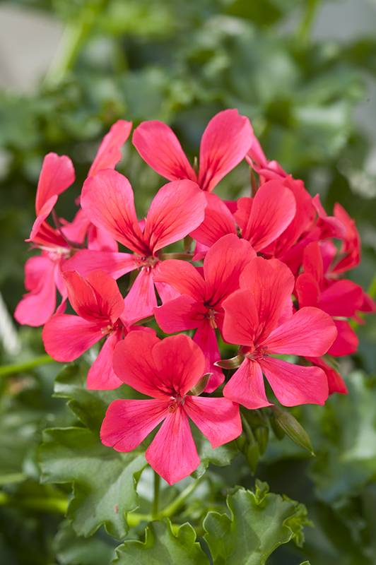 Géranium zonale 'Grand idole' - Image 1