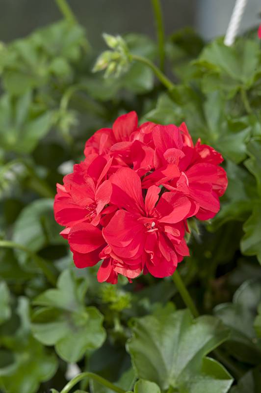 Géranium zonale 'Grand idole' - Image 2