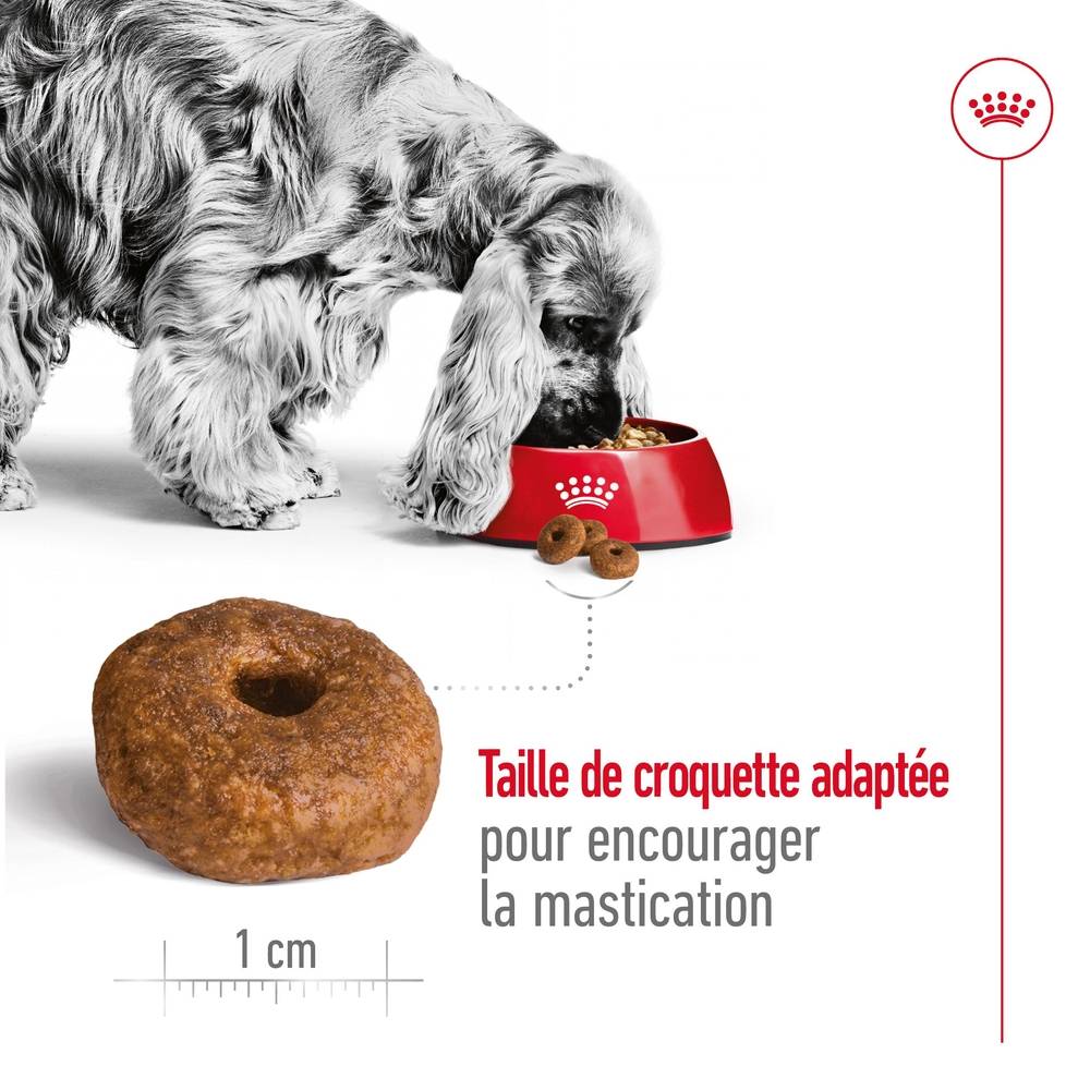Royal Canin - Croquettes Chien Medium Senior 10+ - ROYAL CANIN - Image 2