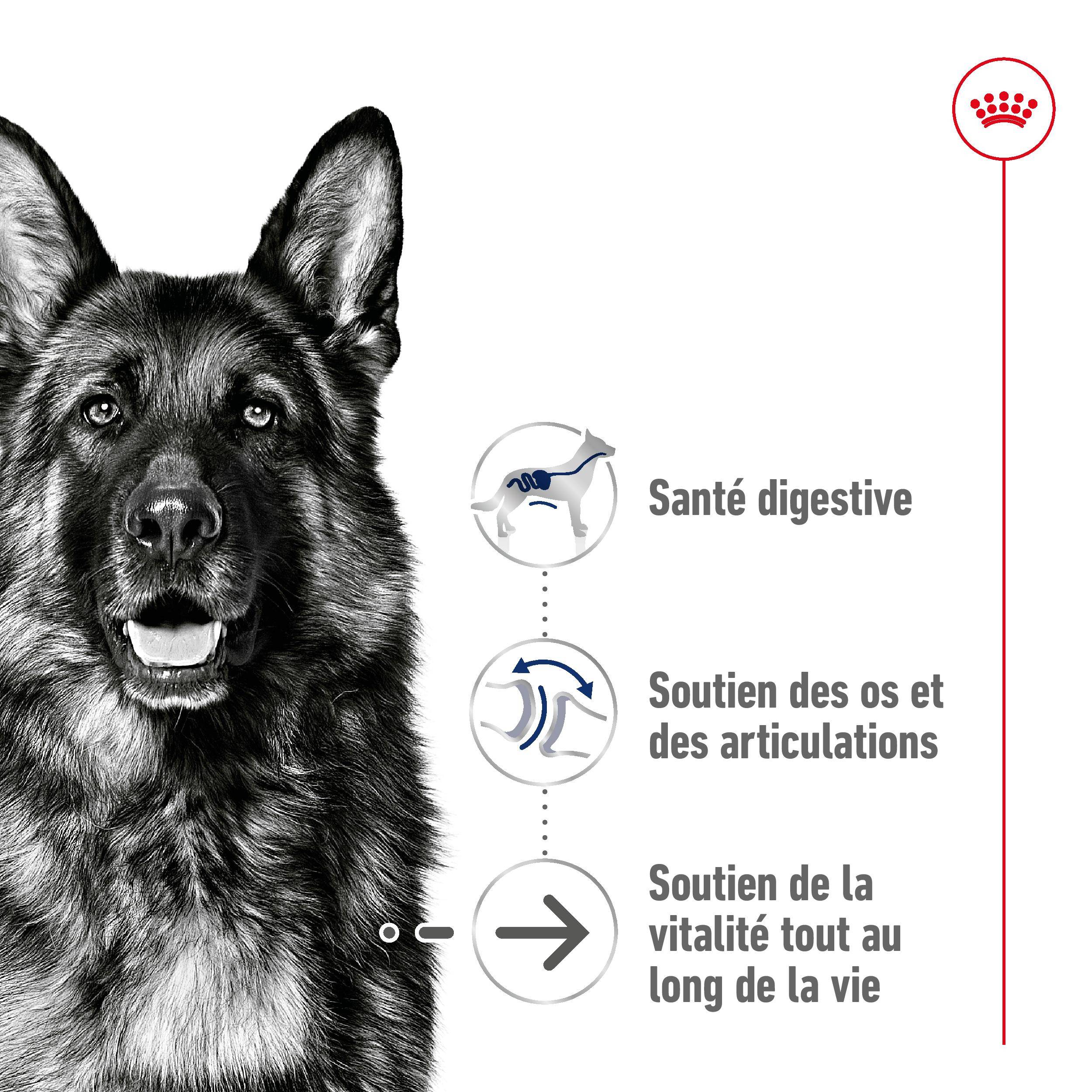 Royal Canin - Croquettes pour chien Maxi Ageing 8+ – ROYAL CANIN - Image 14