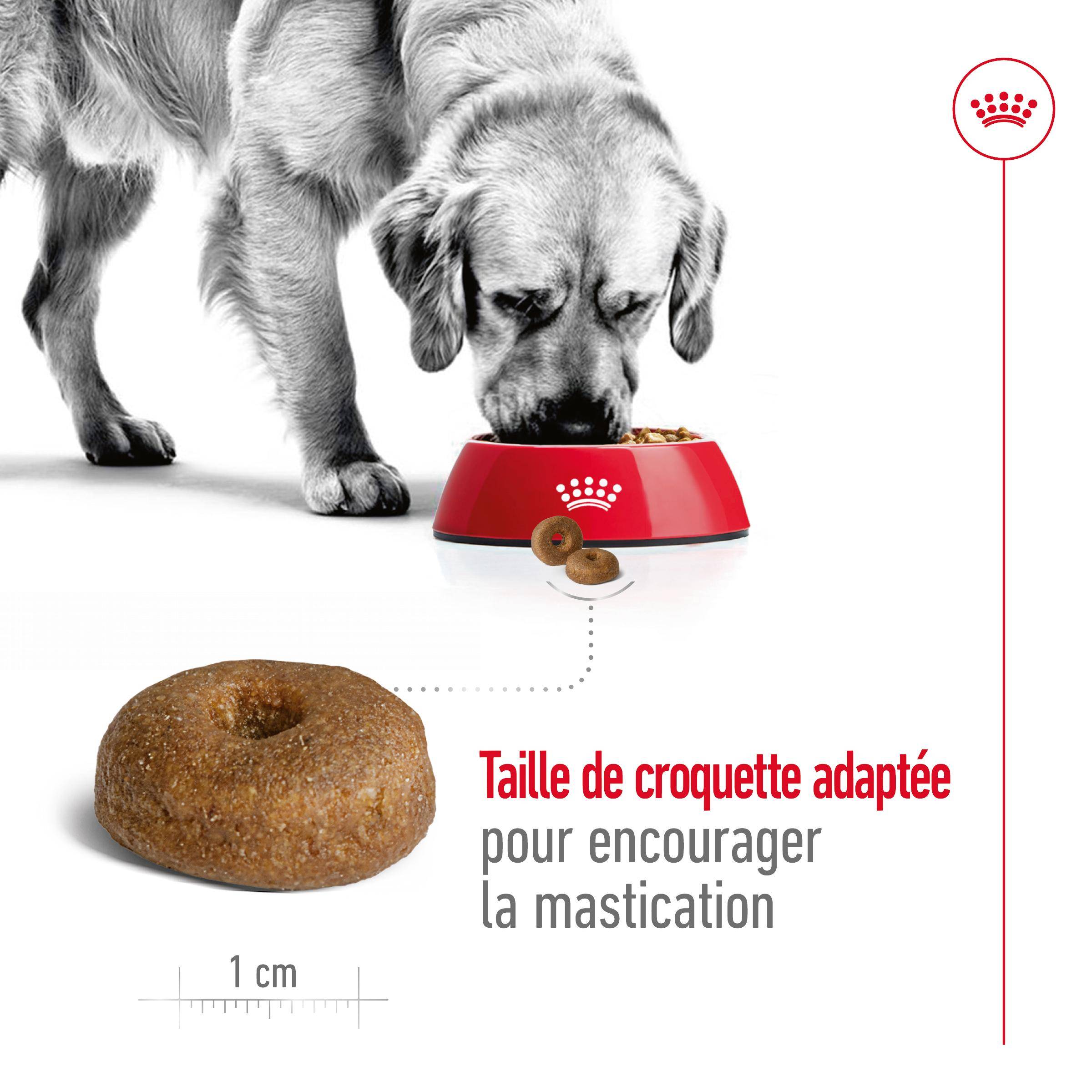 Royal Canin - Croquettes pour chien Maxi Ageing 8+ – ROYAL CANIN - Image 18
