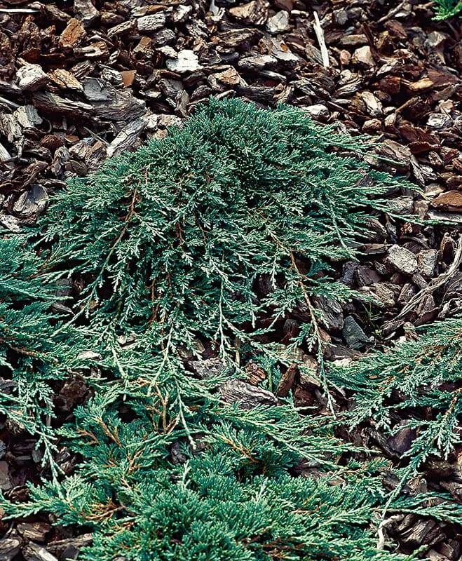 Enebro rastrero 'Icee Blue® Monber'