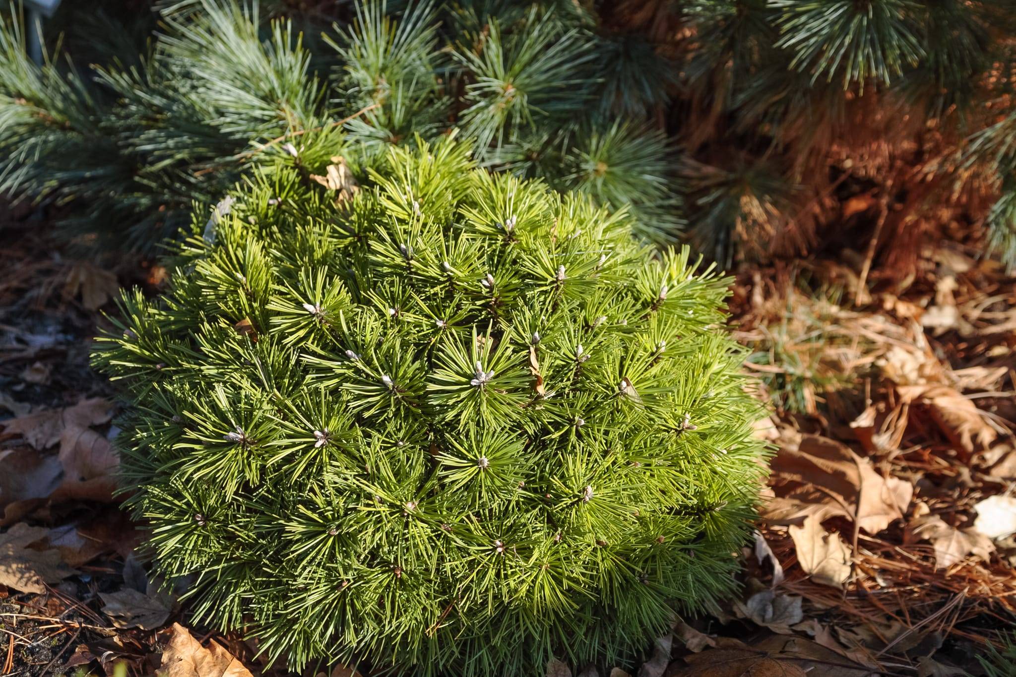 Pino de montaña 'Picobello'