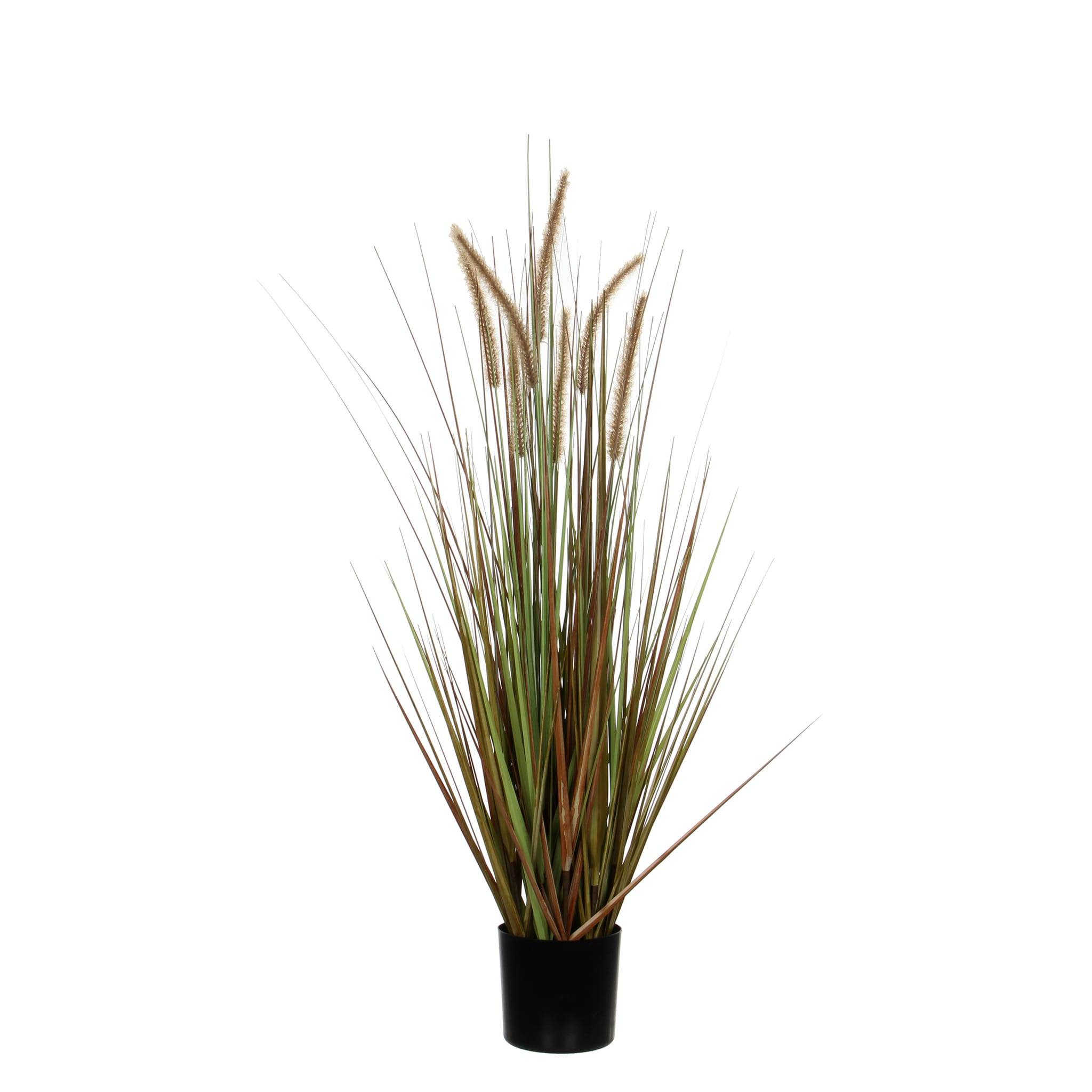 Herbe Panachée Dogtail – EDELMAN - Image 1