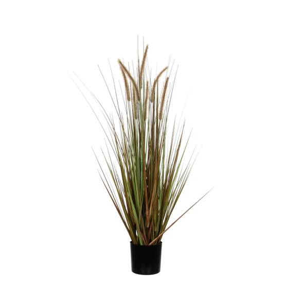 Herbe Panachée Dogtail – EDELMAN - Image 3