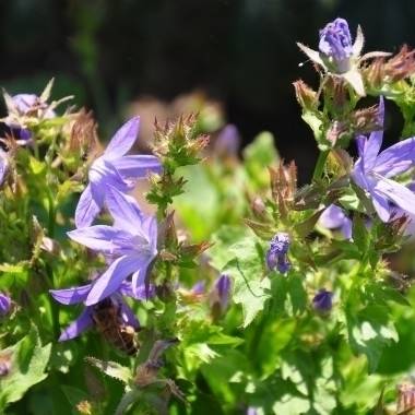 Campanule des murets 'Stella'