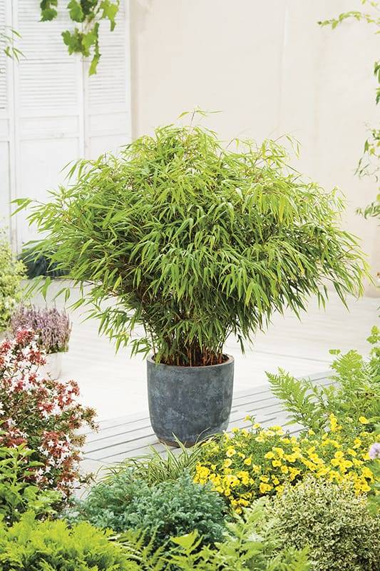 Bambou Parapluie 'Rufa' - Image 3