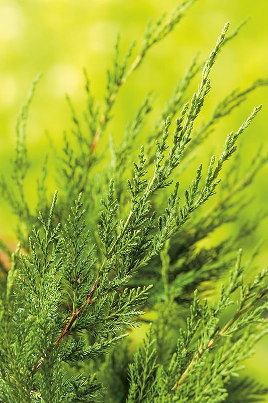 Genévrier de Pfitzer 'Mint Julep' - Image 2