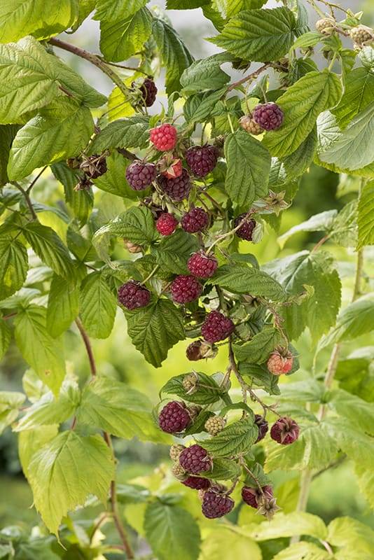 Framboisier Blissy 'Autumn Bliss' - Pot de 1,5 L