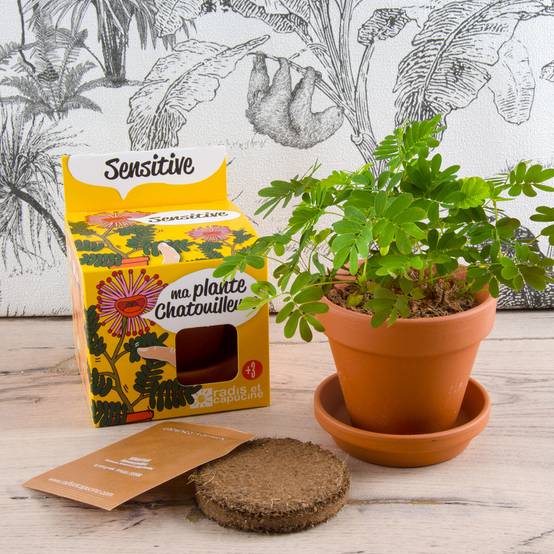 Radis et Capucine - Pot 8 cm avec coupelle Mimosa Pudica - Radis et Capucine - Image 3