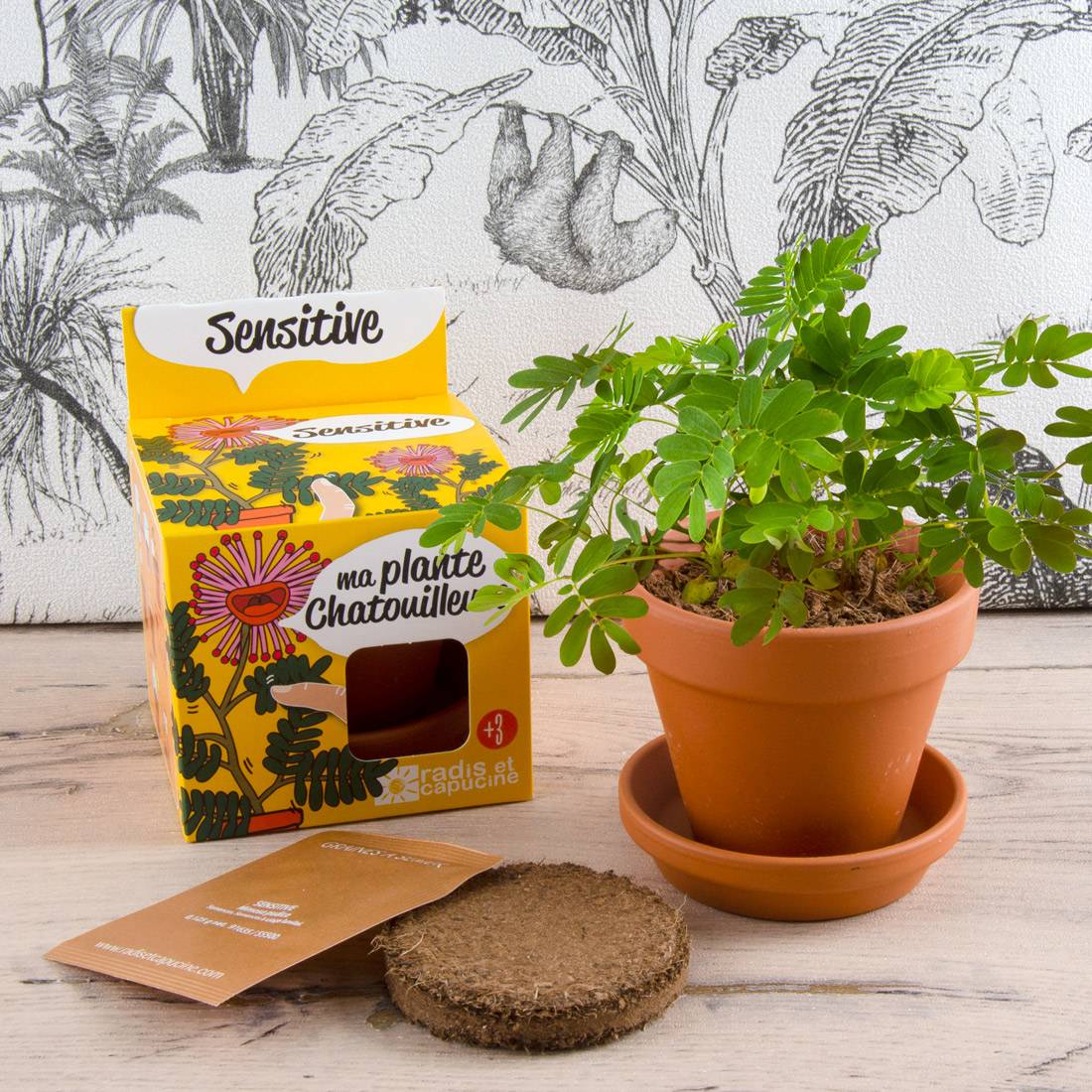 Radis et Capucine - Pot 8 cm avec coupelle Mimosa Pudica - Radis et Capucine - Image 3