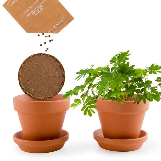 Radis et Capucine - Pot 8 cm avec coupelle Mimosa Pudica - Radis et Capucine - Image 4
