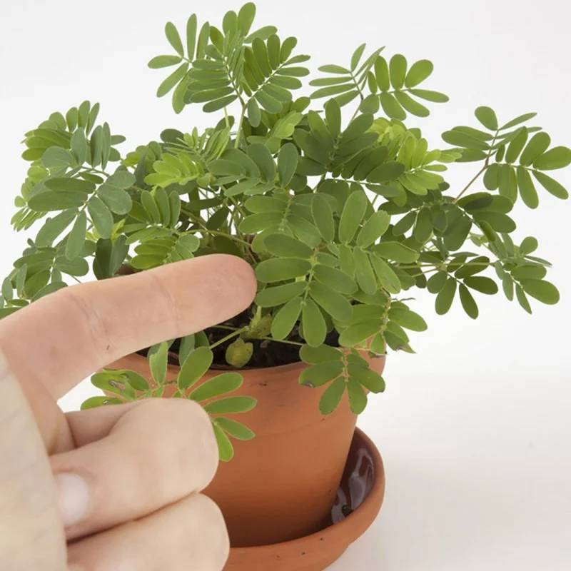 Radis et Capucine - Pot 8 cm avec coupelle Mimosa Pudica - Radis et Capucine - Image 8