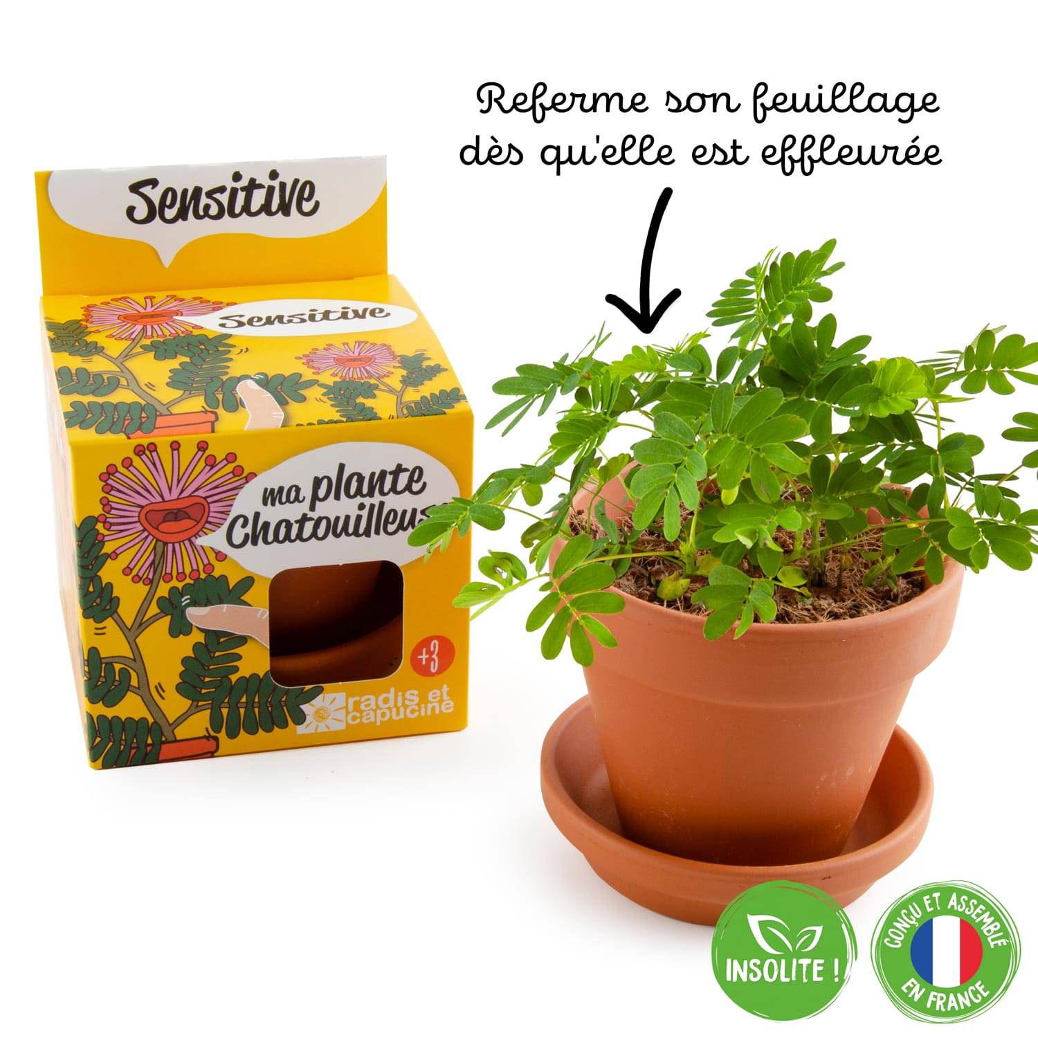Radis et Capucine - Pot 8 cm avec coupelle Mimosa Pudica - Radis et Capucine - Image 9