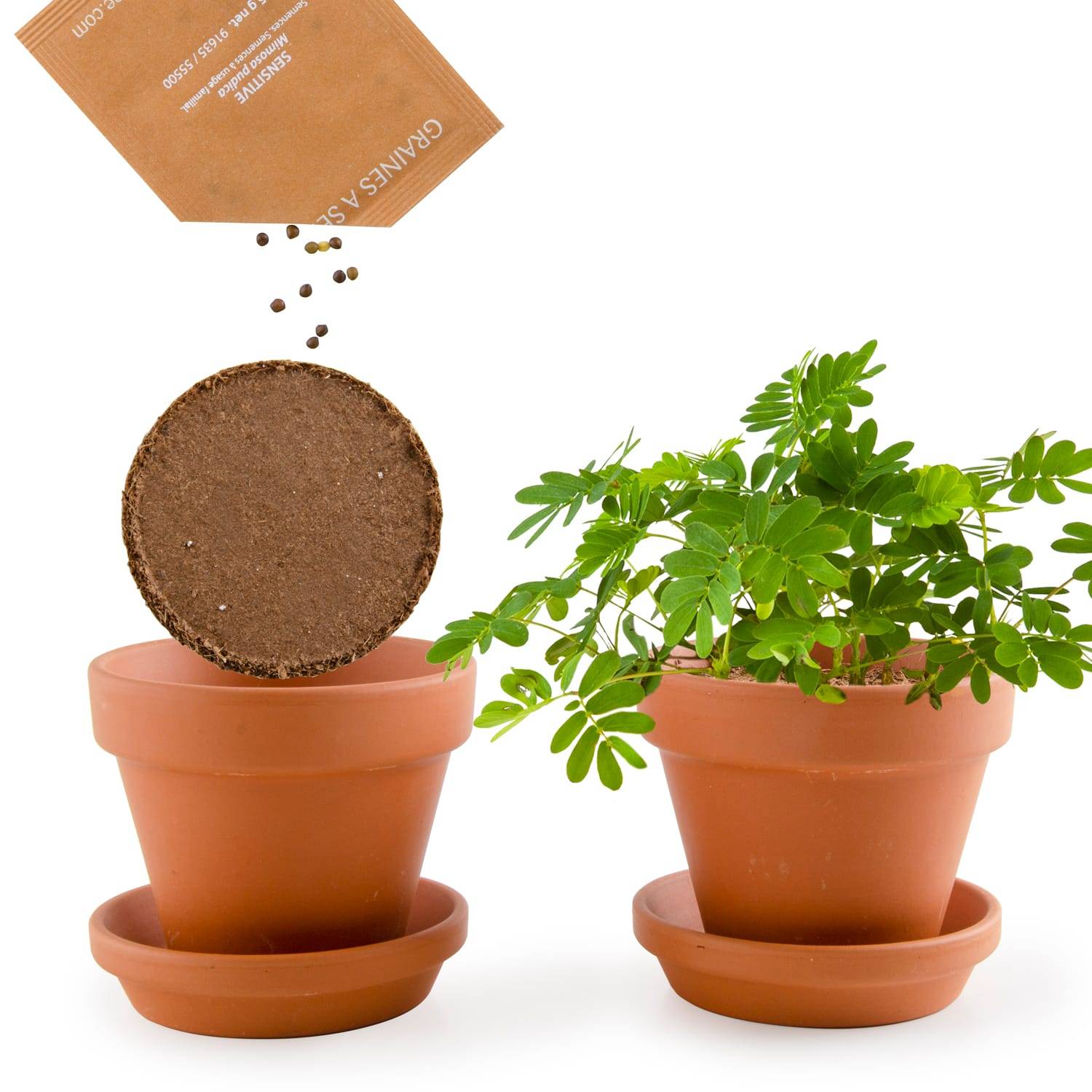 Radis et Capucine - Pot 8 cm avec coupelle Mimosa Pudica - Radis et Capucine - Image 10
