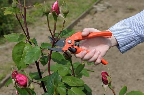 Sécateur Jardin Droitier - BAHCO - Image 3