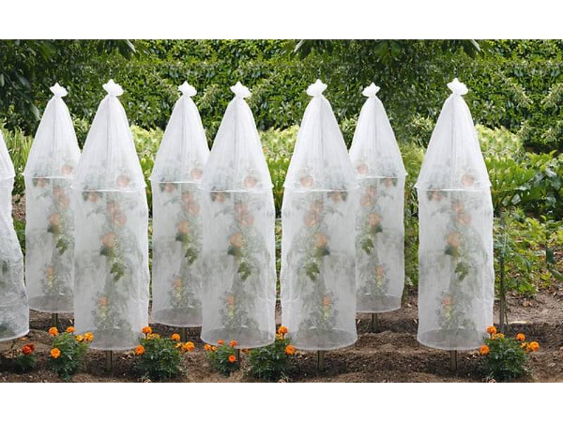 Nortène - Housse de protection pour tomates lot de 3 H. 150 x Ø 40 cm – Nortène - Imagen 2