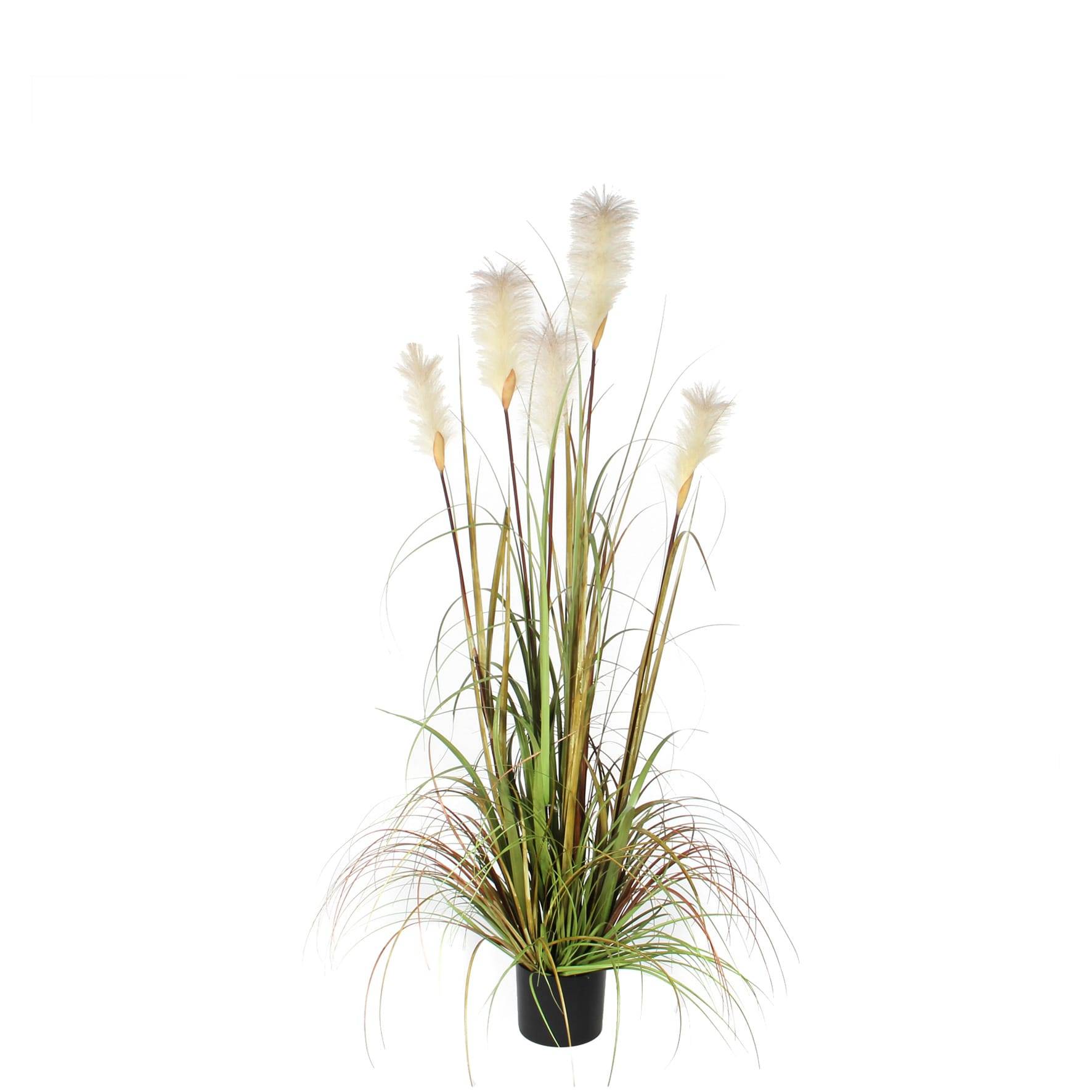 Herbe Panachée Foxtail - MICA - Image 1