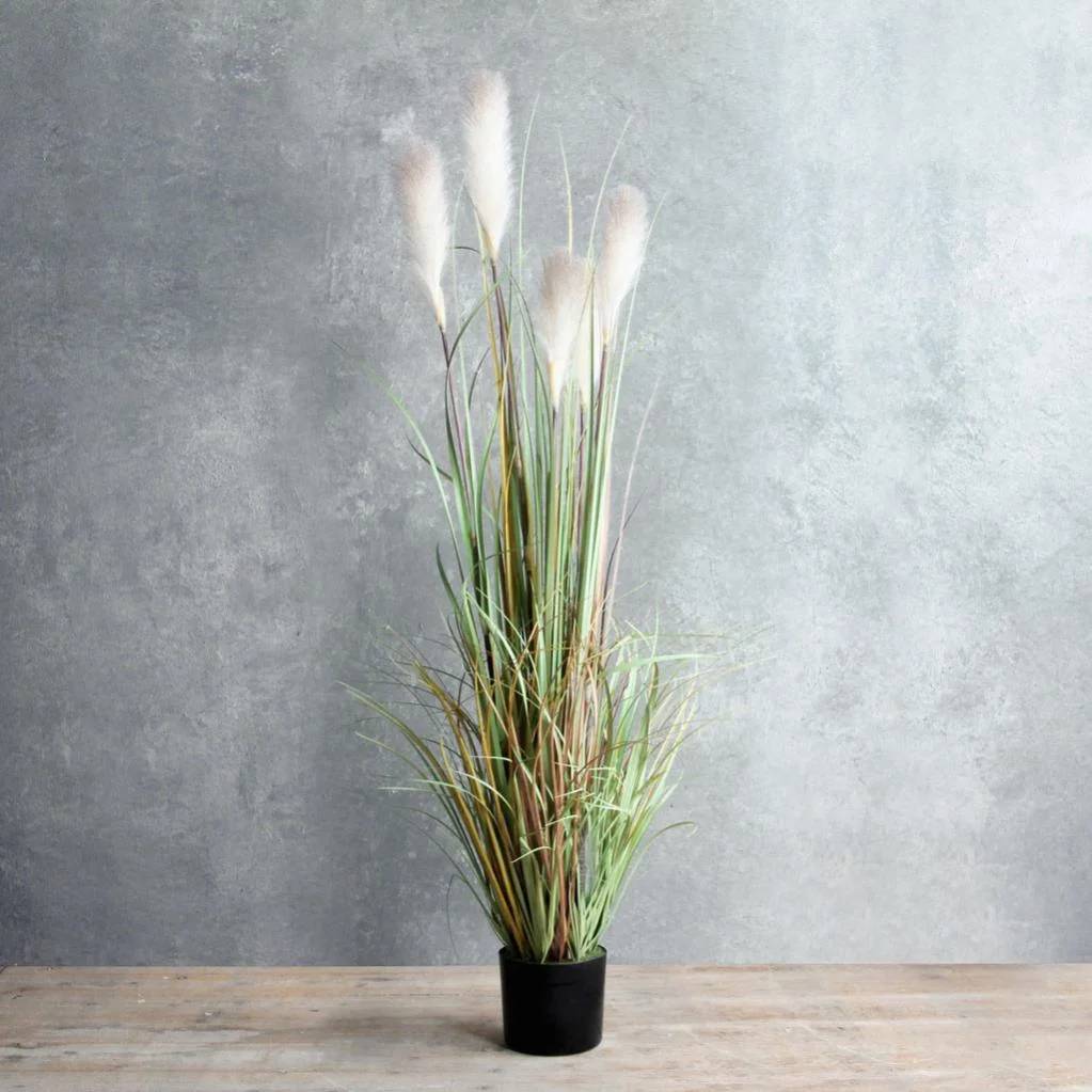 Herbe Panachée Foxtail - MICA - Image 3