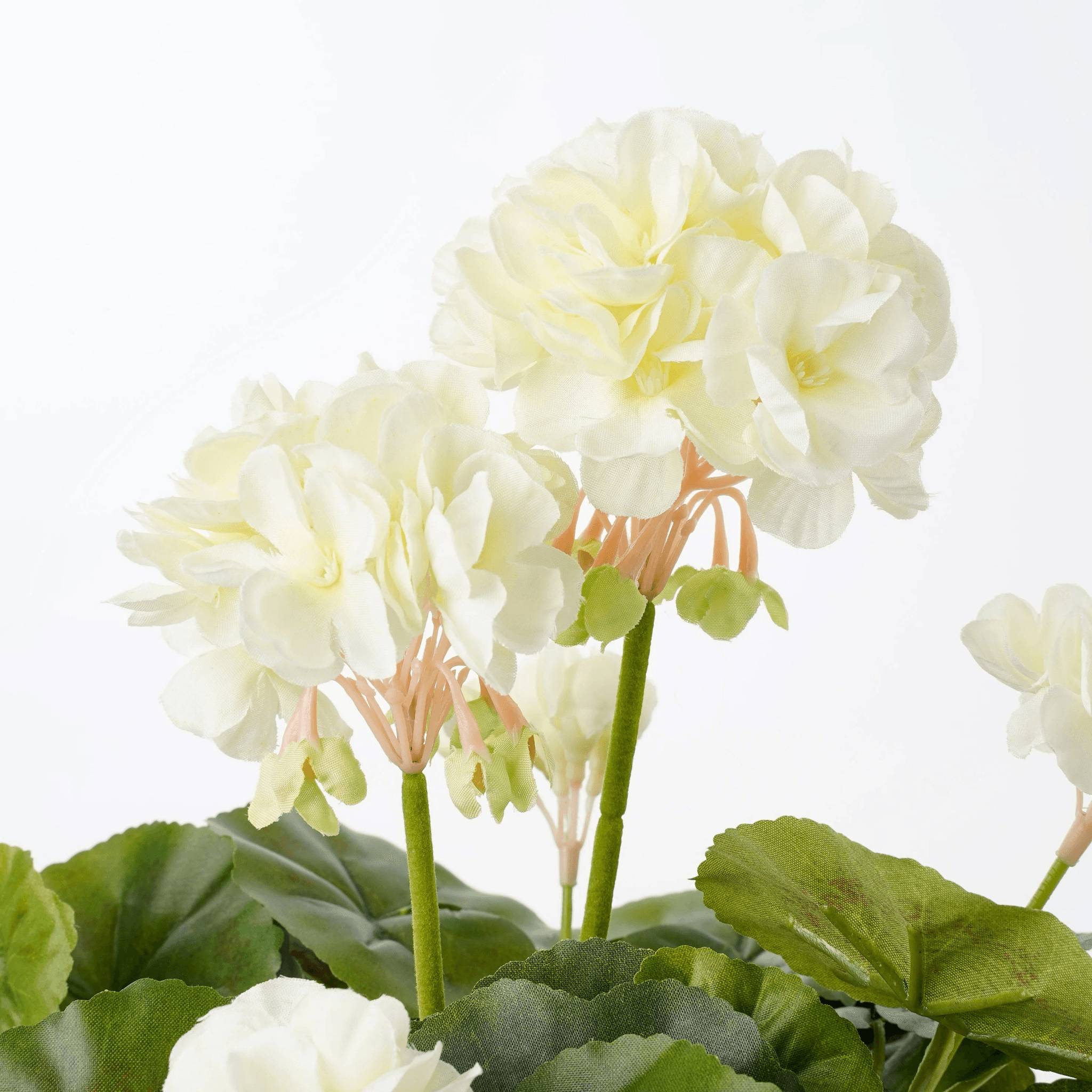 Mica Decorations - Géranium Crème Artificiel en pot Stan gris H.34 x Ø 20 cm - Imagen 2